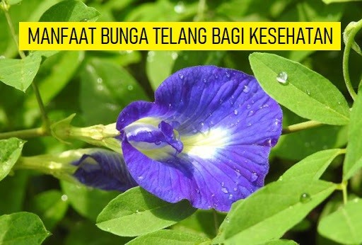 BUNGA TELANG BANYAK MANFAATNYA BAGI KESEHATAN